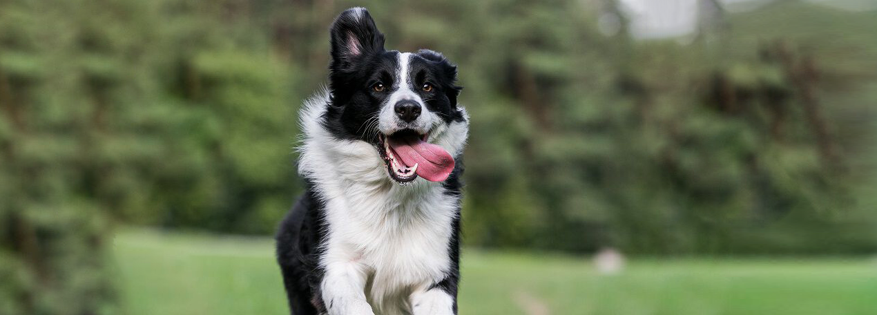  A black and white Border Collie running outdoors with its tongue out, looking happy.
